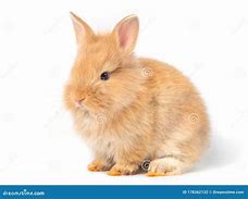 Image result for Light Brown Baby Bunny