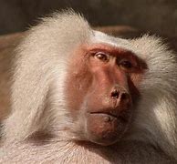 Image result for Albino Baboon Howling