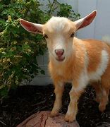 Image result for Cute Goat