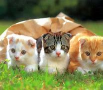 Image result for Cool Kitten Wallpaper