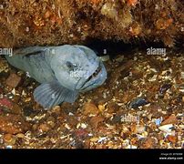 Image result for Seawolf Fish