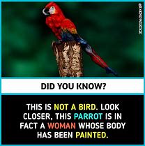 Image result for Interesting Did You Know Facts