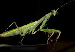 Image result for Praying Mantis Front View