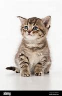 Image result for Tabby Cat Drinking Tea