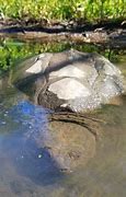 Image result for Turtles Hibernate