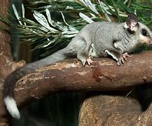 Image result for Petauridae