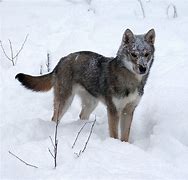 Image result for Tamaskan Husky Dog