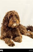 Image result for Brown Long Mustache Dog