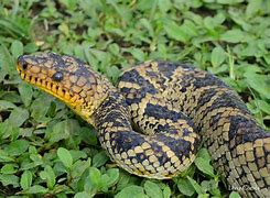 Image result for Top 10 Rarest Snakes