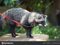 Image result for Baby Raccoon Dog