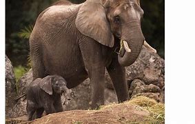 Image result for Star The Elephant