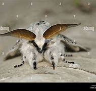 Image result for Male Moth Antennae