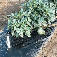 Image result for Plastic Garden Mulch