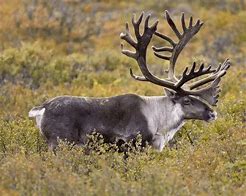 Image result for Difference in Caribou and Reindeer