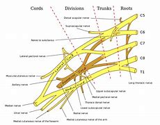 Image result for Brachial Plexus Roots