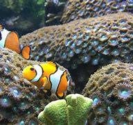 Image result for Clownfish Habitat