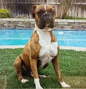 Image result for AKC Boxer Puppies