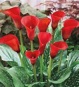 Image result for Red Calla Lily Flower