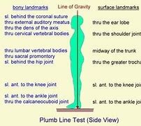 Image result for Plumb Line On Human Body