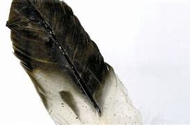 Image result for Eagle Plume