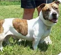 Image result for English Bulldog Basset Hound Mix