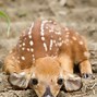 Image result for Newborn Deer Fawn