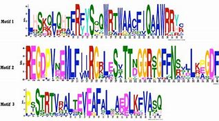 Image result for Protein Motif