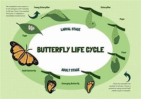 Image result for A Butterflies Life Cycle