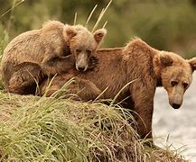 Image result for The Bear FX GIF