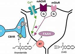 Image result for anandamide receptors