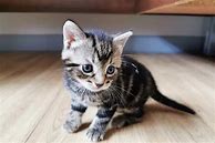 Image result for 4 Week Old House Kitten