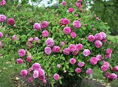 Image result for Itali Roses