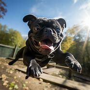 Image result for Black Pug Ai