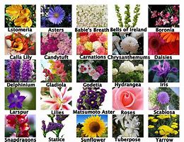 Image result for Summer June Flowers