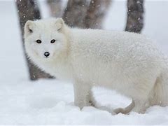 Image result for Arctic Fox HD