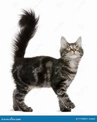 Image result for 12 Week Old Main Coon Kitten