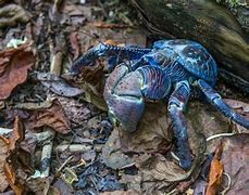 Image result for Blue Coconut Crab