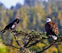 Image result for Raven Grey Eagle