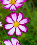 Image result for Cosmos Candy Stripe