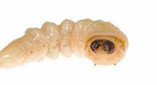 Image result for Maggot Worm