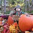 Image result for Fall Scarecrow