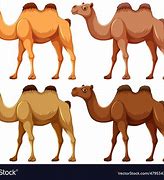 Image result for 4 Camels and a Dog