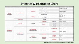 Image result for Primate Genus Chart