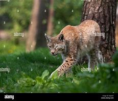 Image result for Northern Lynx