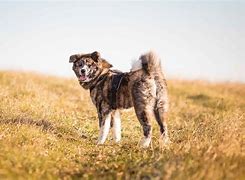 Image result for Brindle Akita