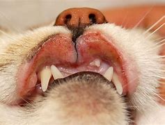 Image result for Feline Skin Disease