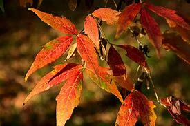 Image result for Maple Trees Variety