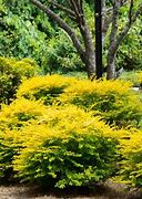 Image result for Bushes with Yellow Flowers Shrubs