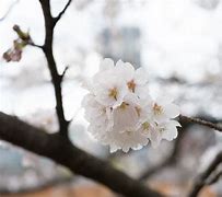 Image result for Ueno Park Hanami