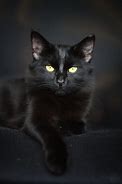 Image result for Proud Black Cat